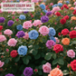 Deutsche Mehrfarbige Rosensamen – Einzigartige Blüten für deinen Garten! 🌹